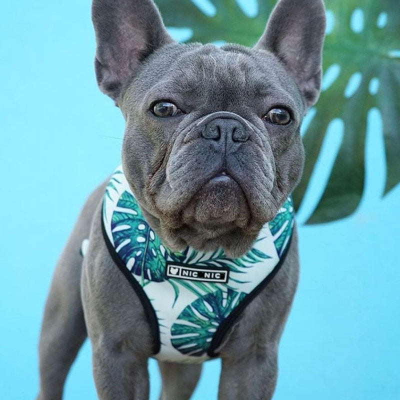 Tropical French Bulldog Leash and Harness - Pet Crate | Trusted and Loved by Pet Lovers